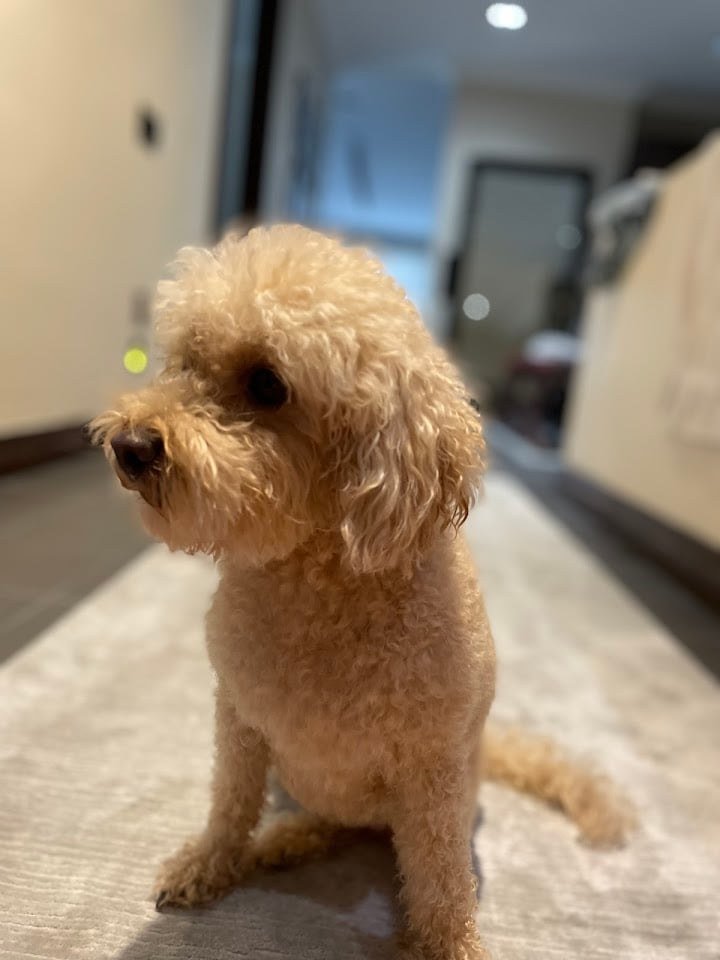 THE BARKERY Pet kuaför ve bakım merkezi