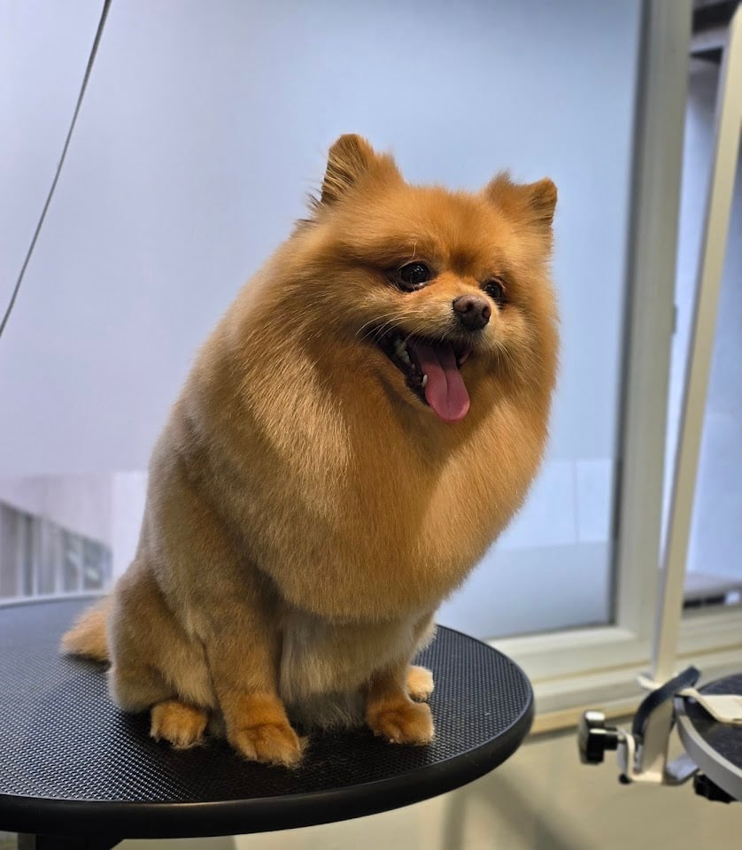 Az Pets Kuaför
