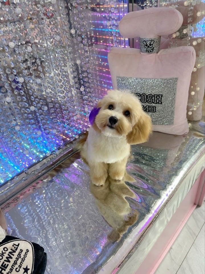 Cicosh’Simo Grooming & Spa Salon