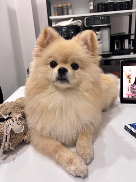Fati Pati Pets Club