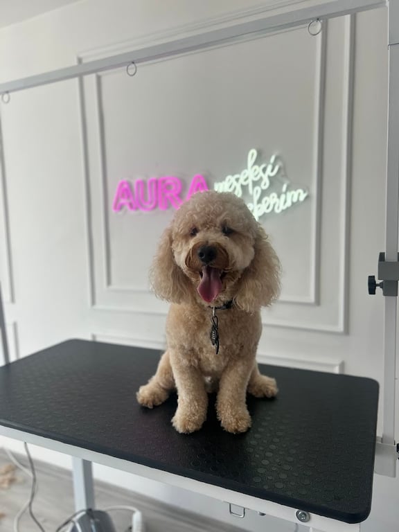 Aura Pet Grooming