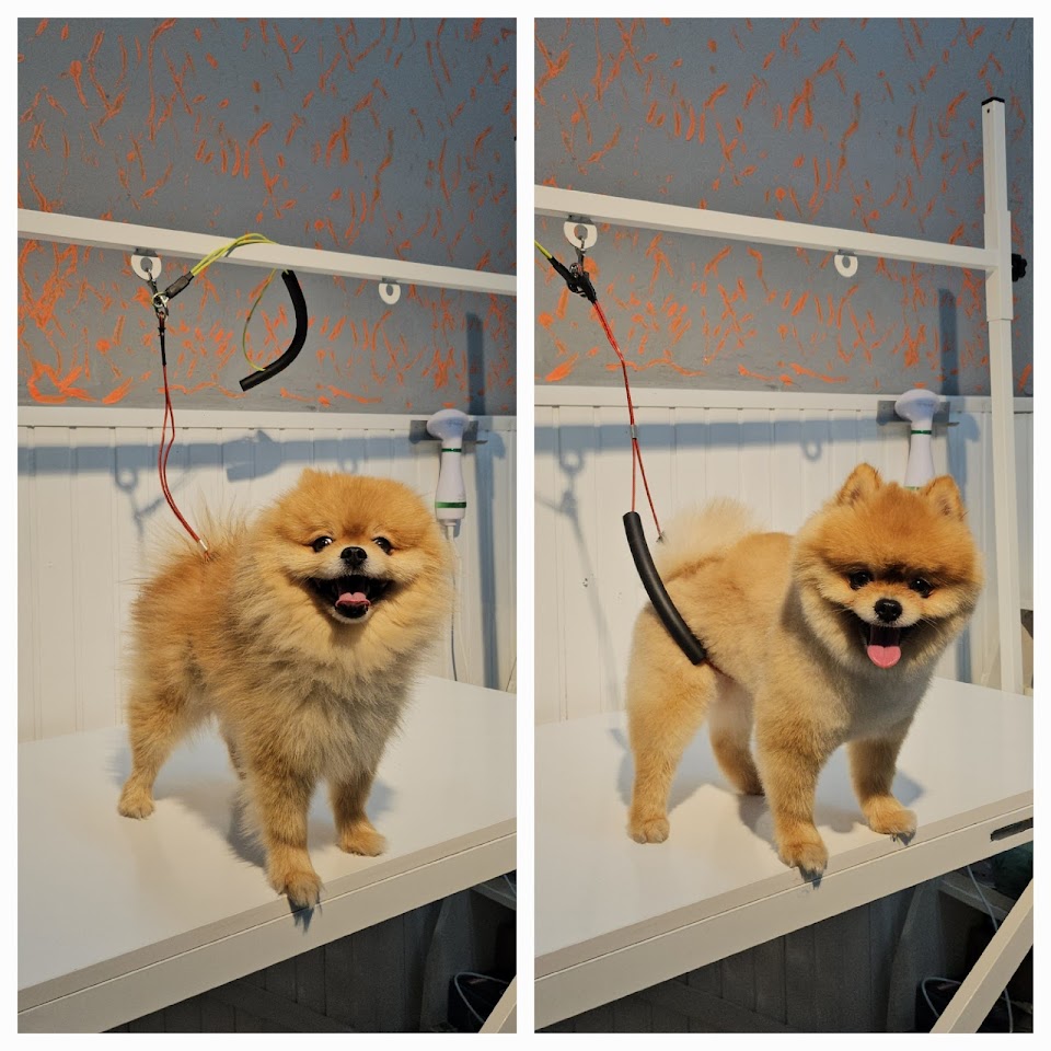 PAWOS Pet Kuaför - Pet Shop