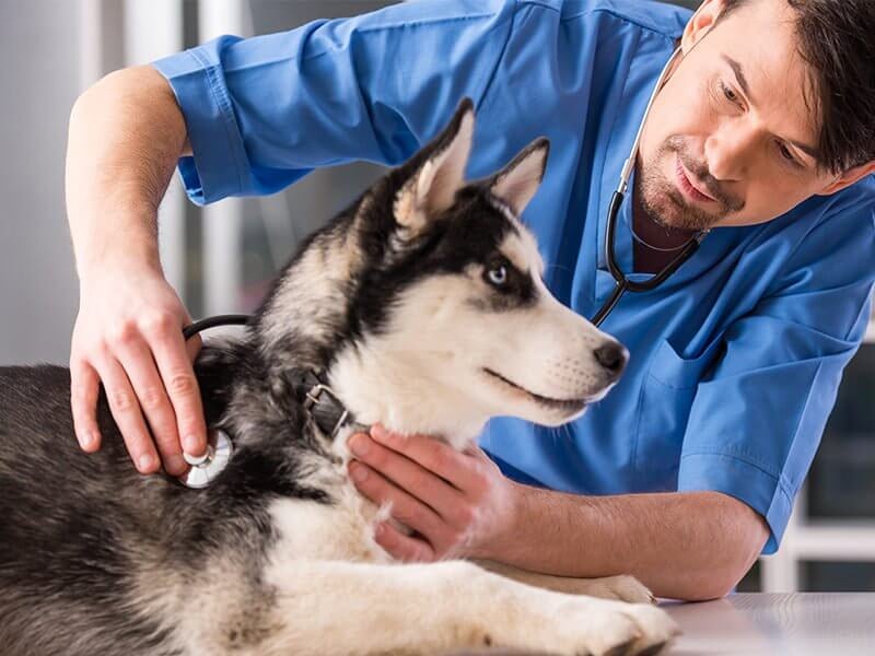 Adana Veteriner Kliniği - HEYPATİ
