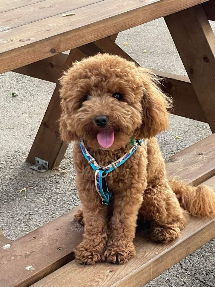 Woofi Pet Kuaför