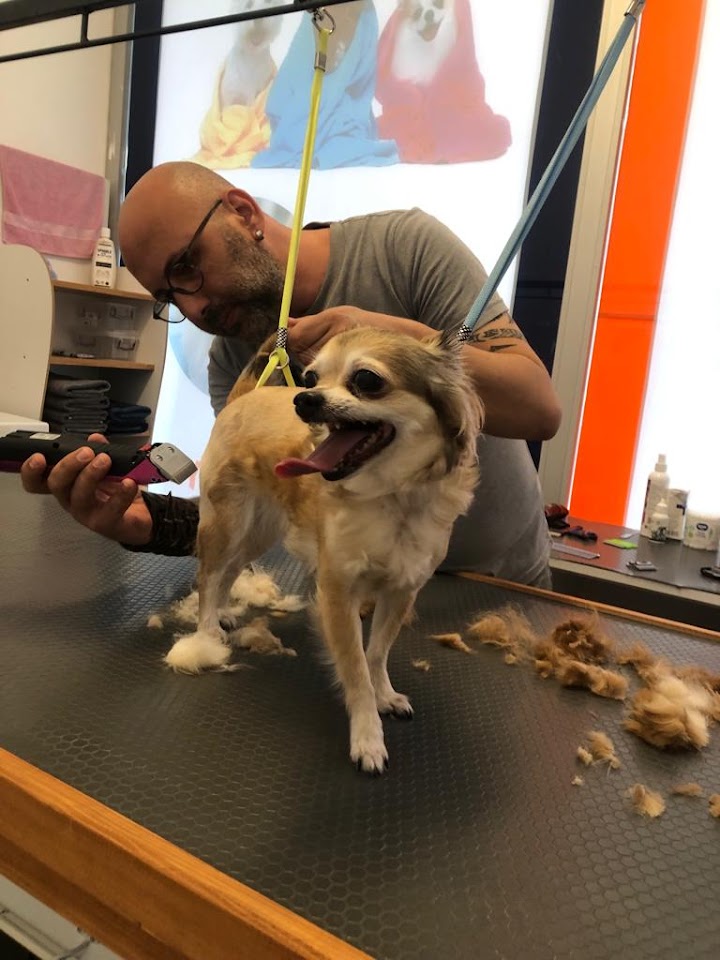 Falvara Pet Grooming & Petshop