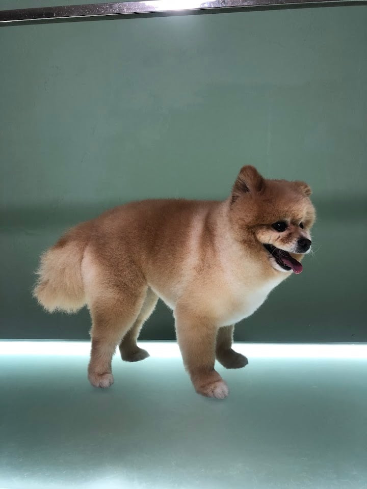 Grooming Fusion