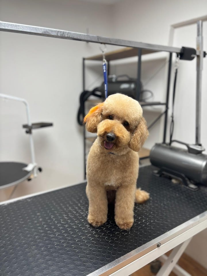Pet Kuaför İlayda Tağrap
