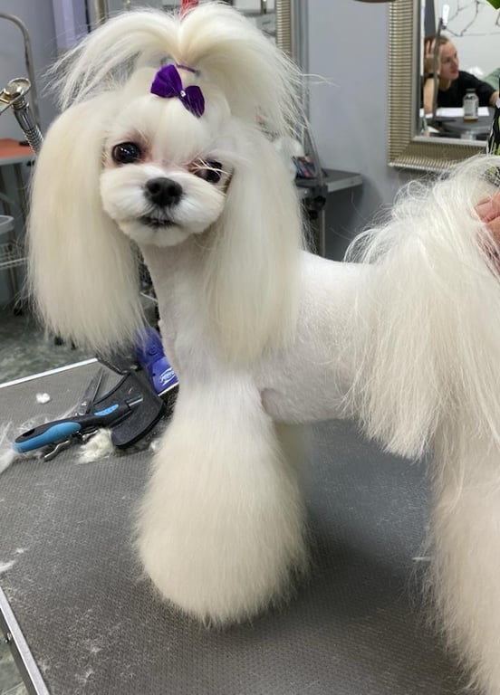 Grooming Center Beykoz