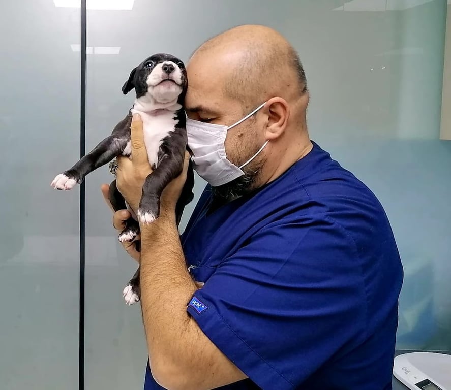 Ataşehir Evcil Dostum Veteriner Kliniği - 7/24 Acil Veteriner