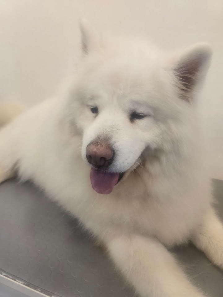 JİJİ PET KUAFÖR&SPA&STORE