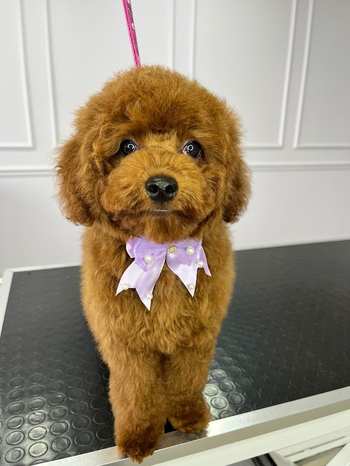Perla pet kuaförü 2