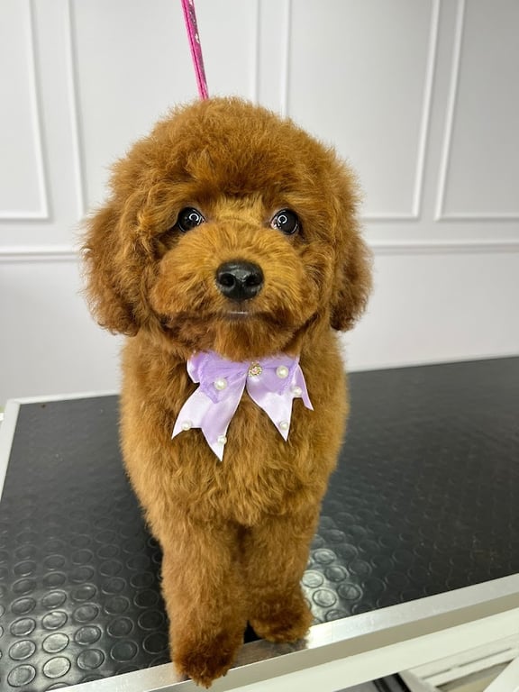 Perla pet kuaförü 2