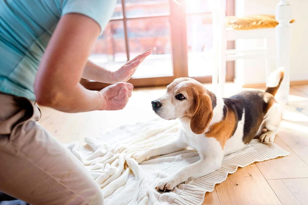 tahahan KÖPEK EĞİTİMİ evcil pet kuaförü EVCİL PET OTELİ İstanbul