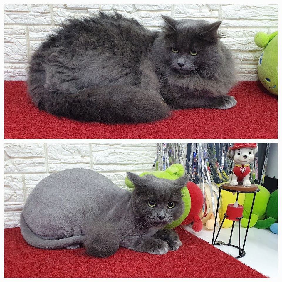 PatiLove Pet Kuaför-(Uygun Fiyatlı )Bursa Kedi Traşı,Köpek Traşı.Anestezi Yok Sevgi Var