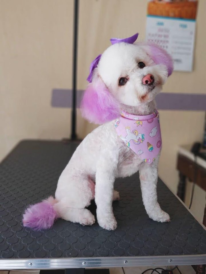Ünalan Pet kuaför 💈🐶