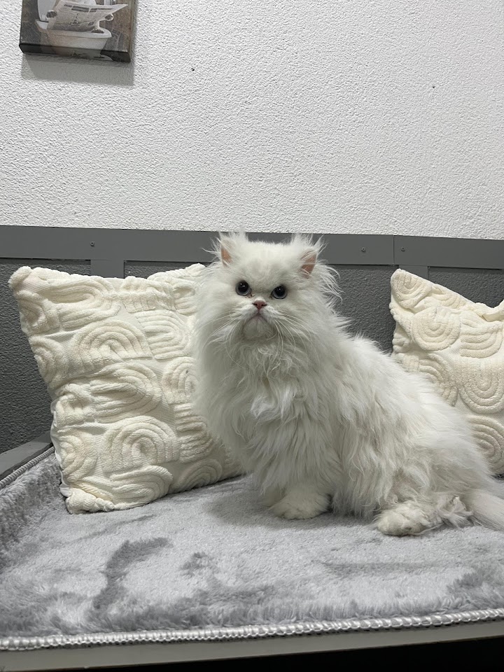 Sancaktepe pet kuaför