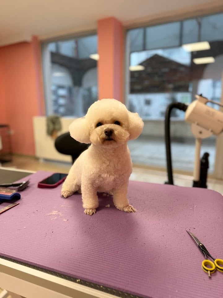 BEE Pet Grooming & SPA | Pet Kuaför& Butik