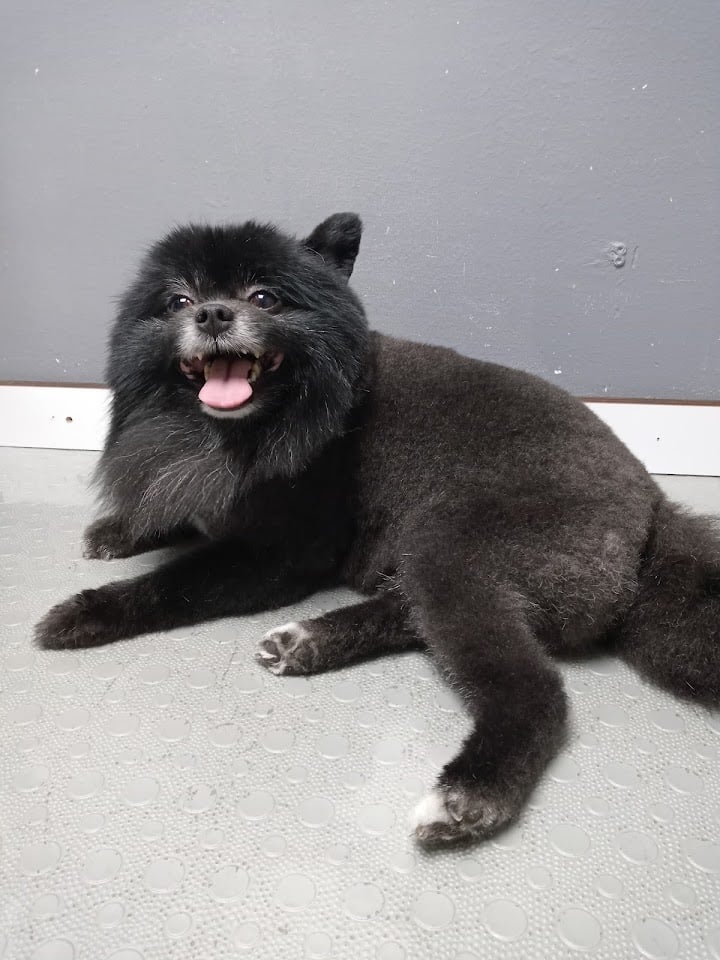MİS PET KUAFÖR