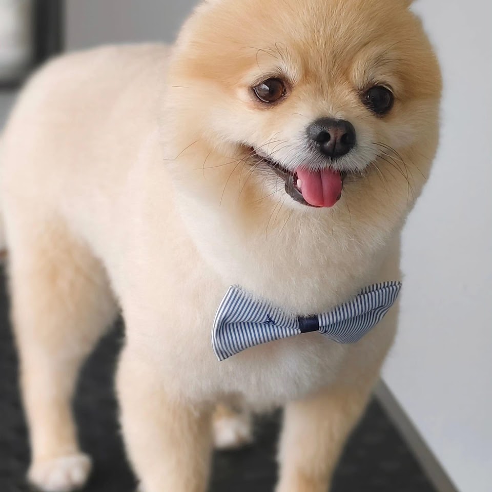 SEMPATİ PET KUAFÖR