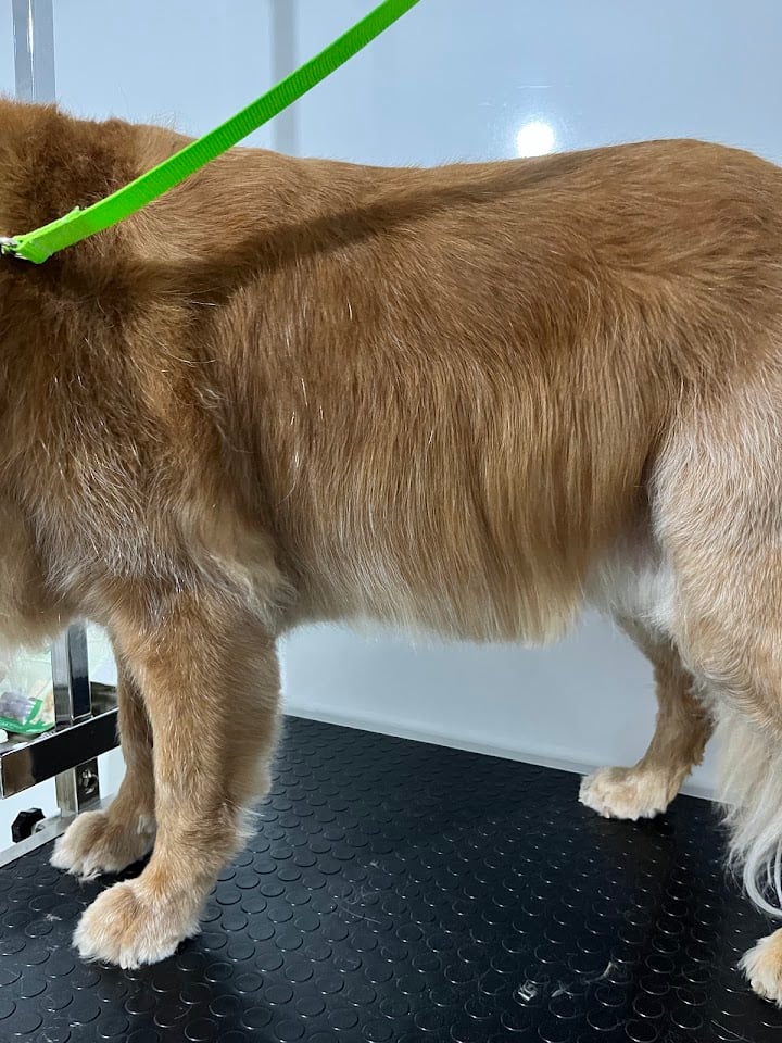 Bobi Pet Kuaför