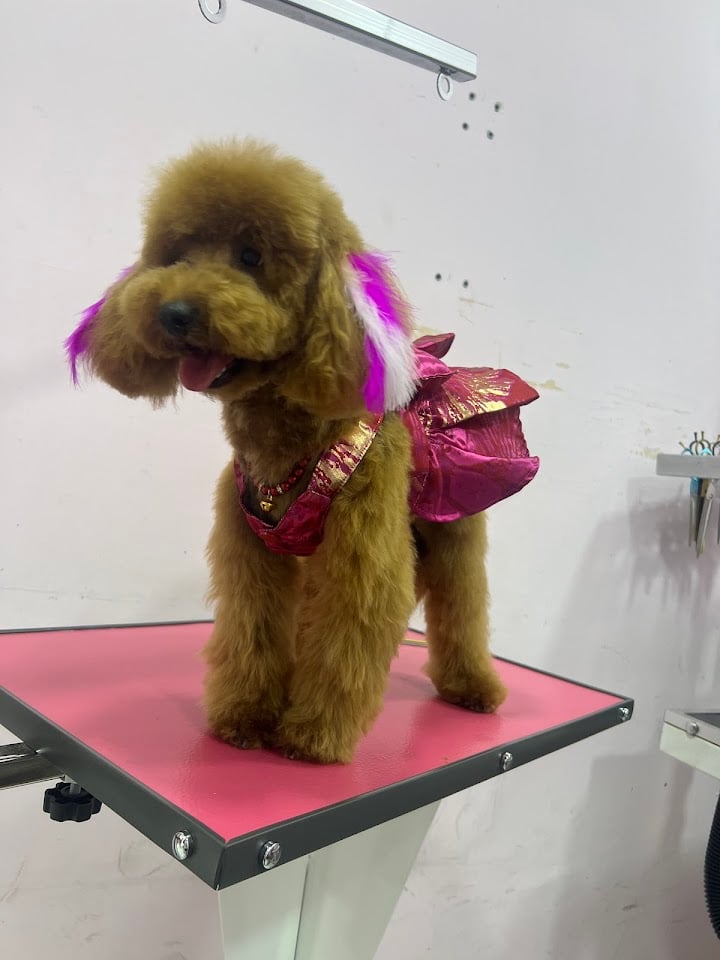 Sevgim Pet Kuaför & Grooming Salon