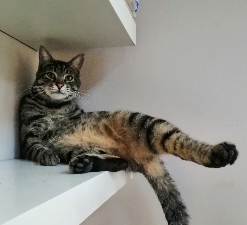 Derya Veteriner Kliniği Pet Kuaför