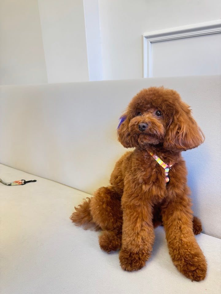 Petstylist | Pet Grooming & Academy