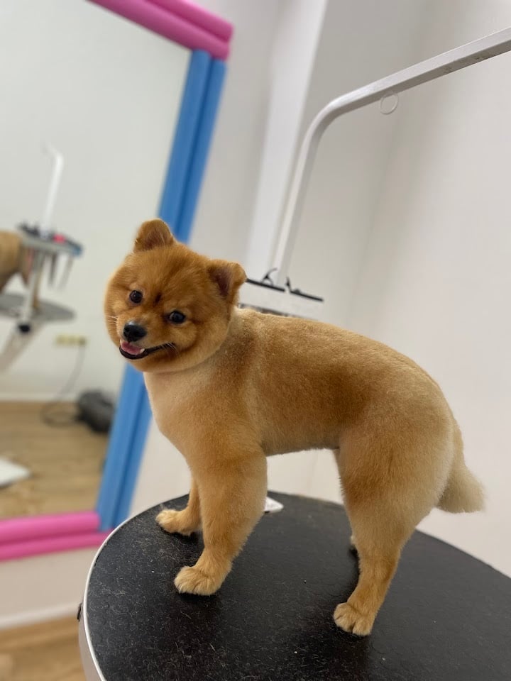 Dogsclub pet kuaför