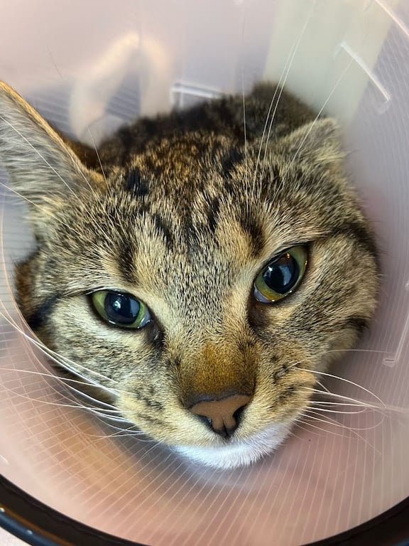 Çiğli VetS Veteriner Kliniği
