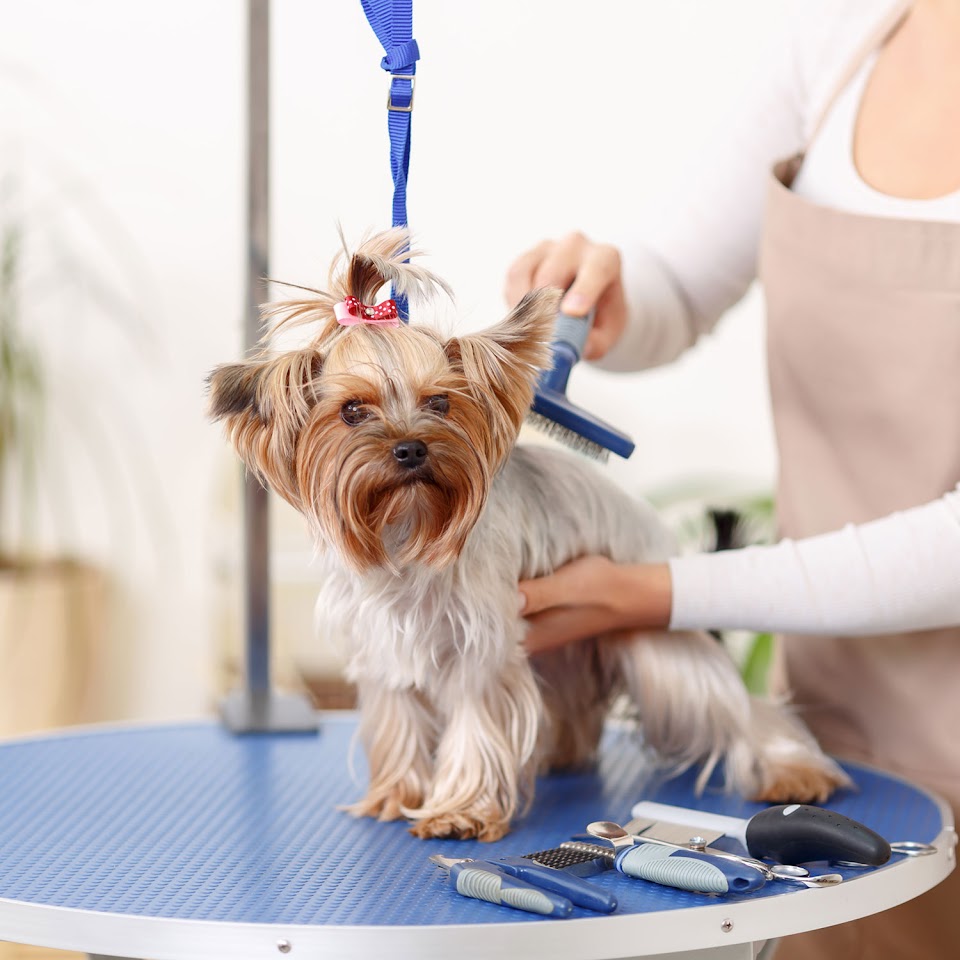 Petcanlar | Pet Kuaför | Pet Shop | Kedi - Köpek Ürünleri