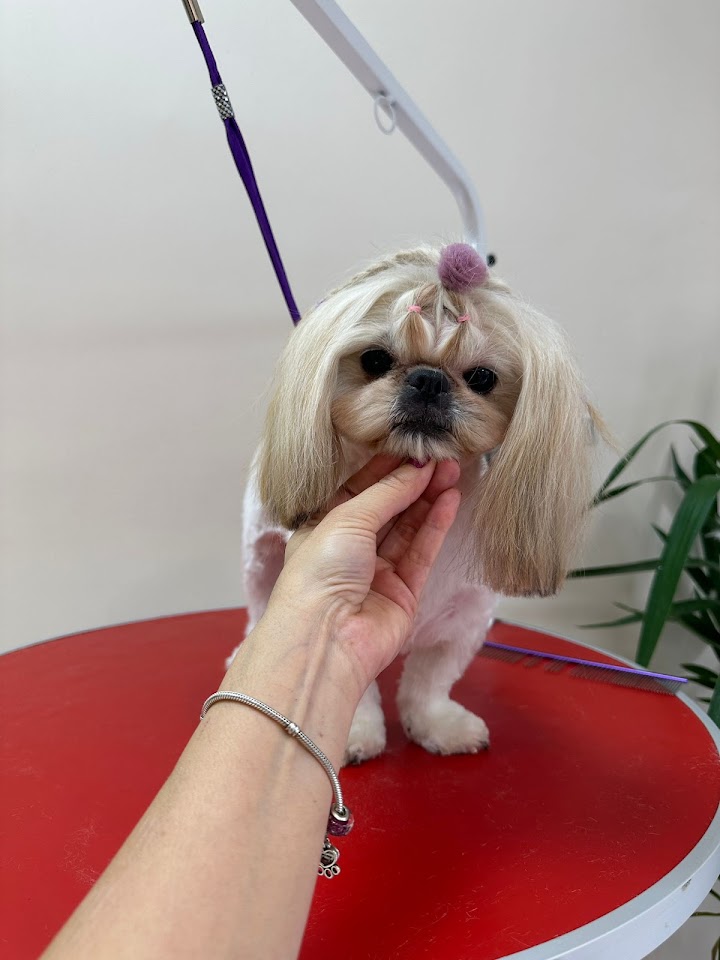 Artı pet kuaför