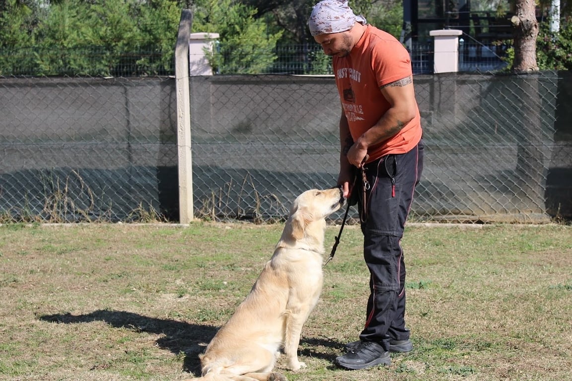 FC K9 Köpek Oteli ve Eğitim Merkezi