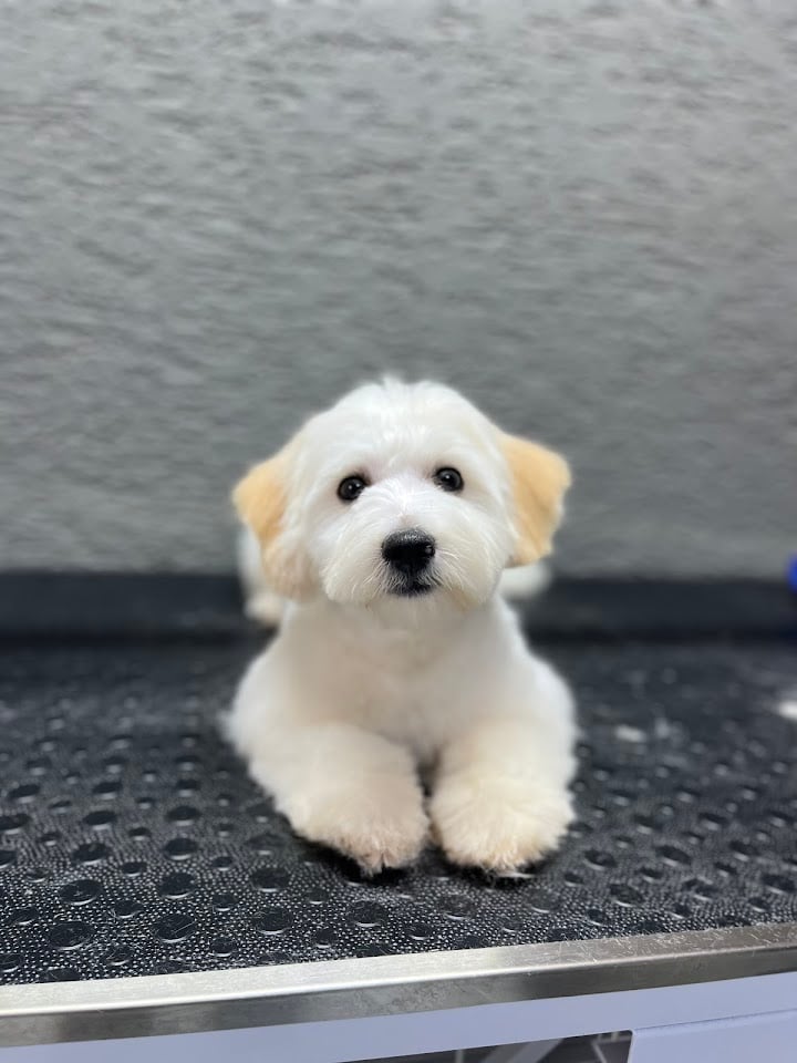 Pawlike Pet Kuaför & Petshop Torbalı