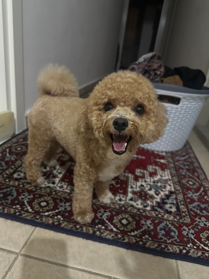 Maya Pet Kuaför