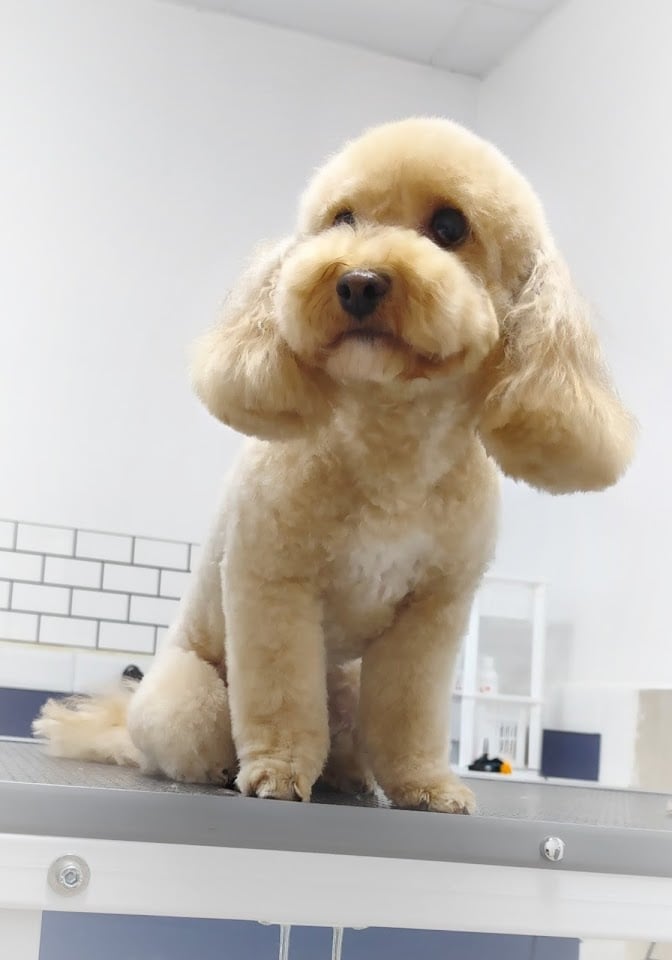 Studio&Petgrooming