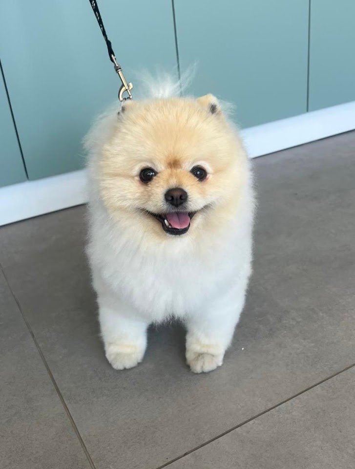 Pontika Pet Kuafor