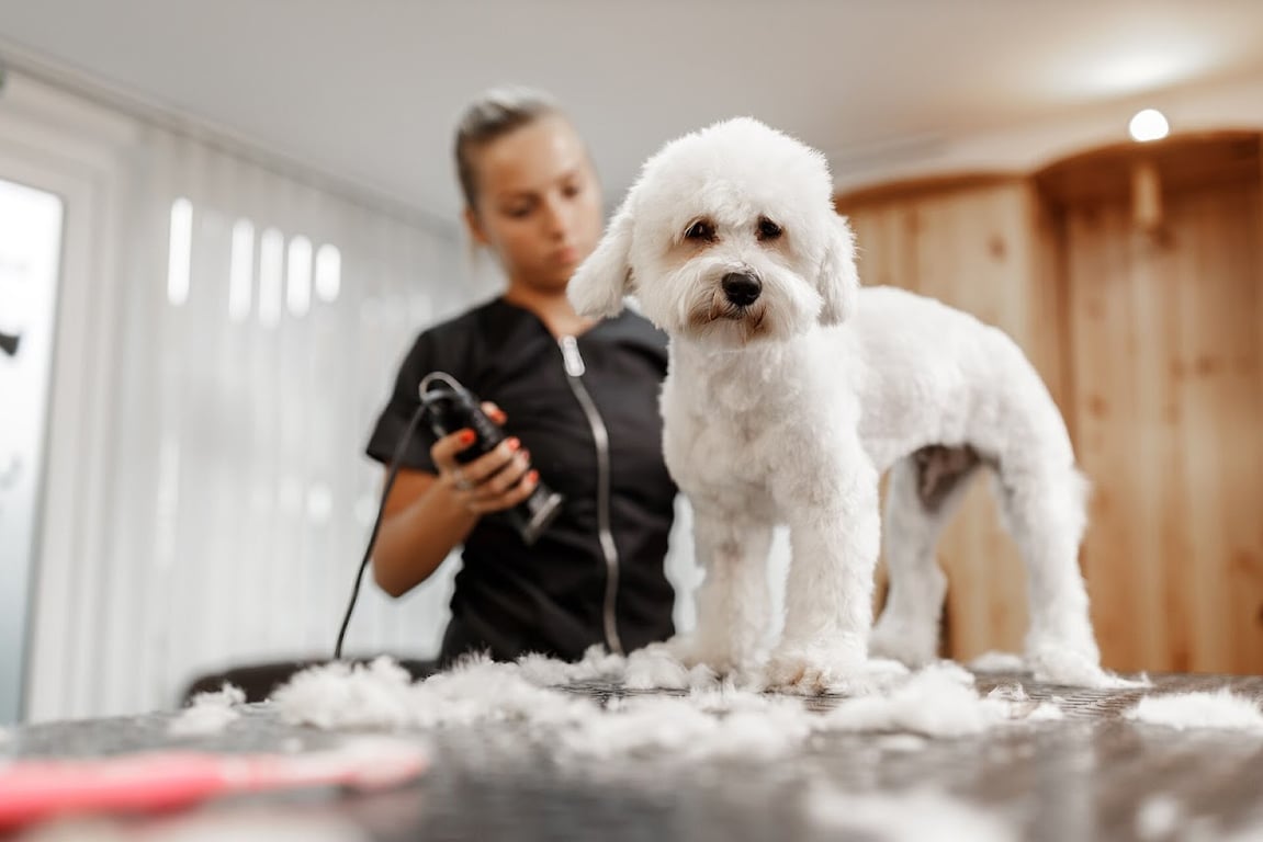 can evcil hayvan kuaförü KÖPEK EĞİTİMİ evcil pet pansiyonu