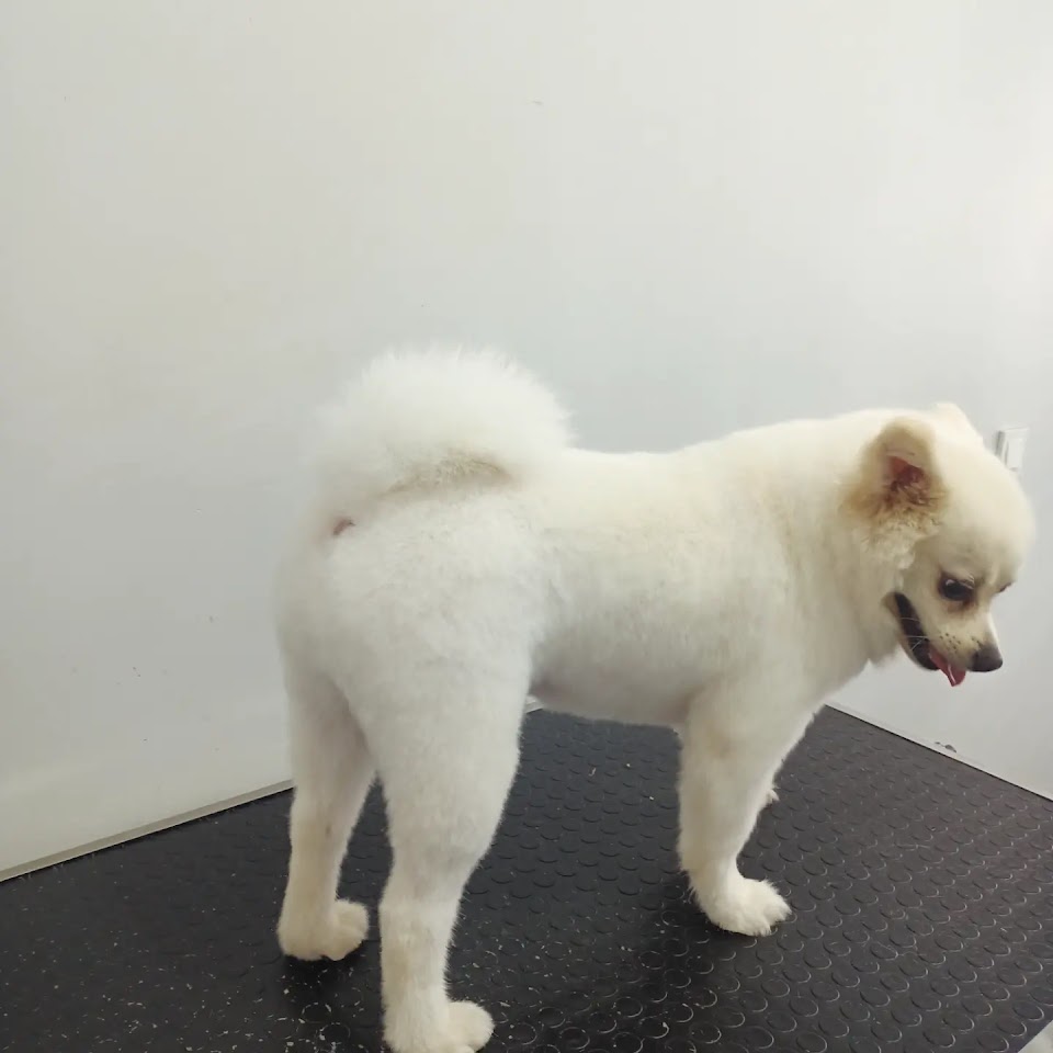 DROOPY PET KUAFÖR & PETSHOP & PET BUTİK