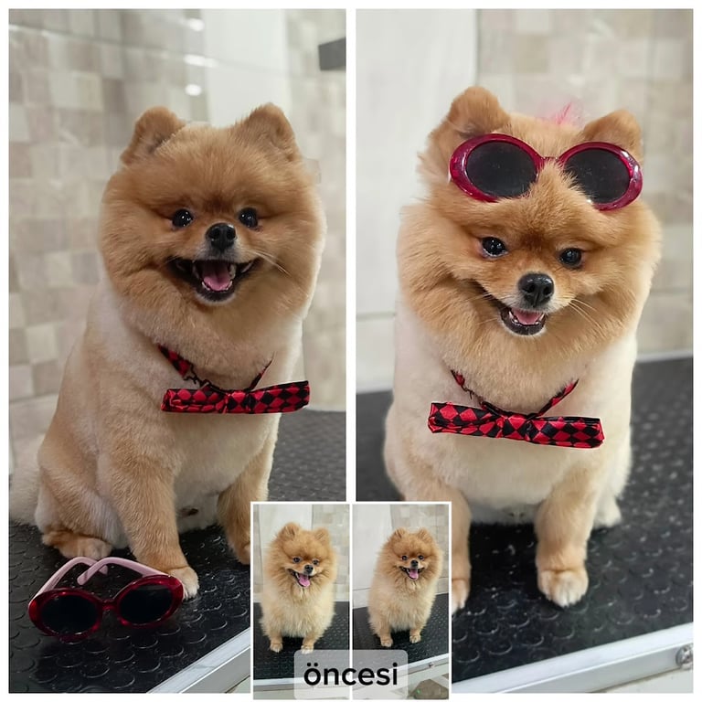 PETSHOP AVM & PET KUAFÖR 2. ŞUBE