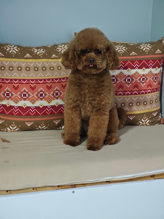 Kairos Pet Kuaför