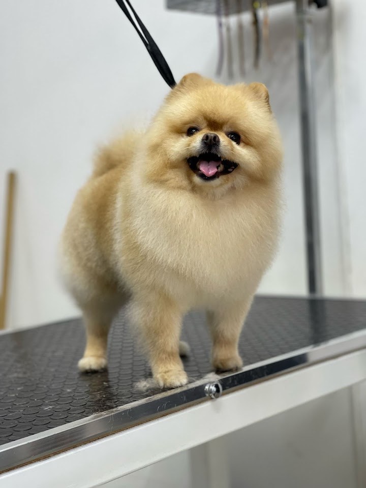 EMRE DEMİRÖREN PET KUAFÖR & SPA