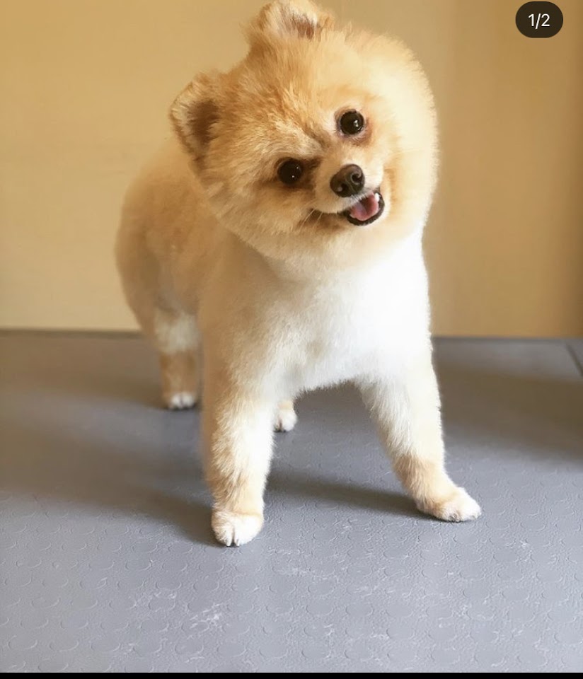 Bodrum Pet Kuaför