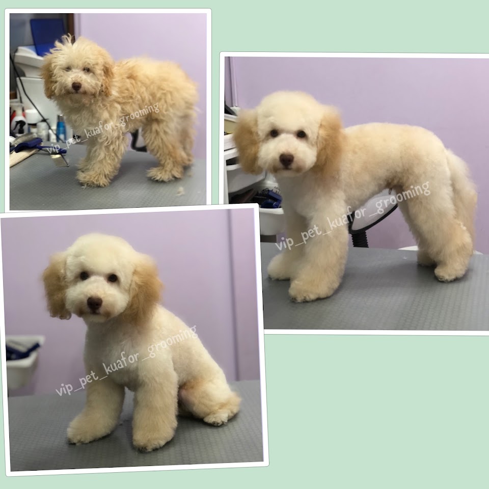 Vip Pet Kuafor