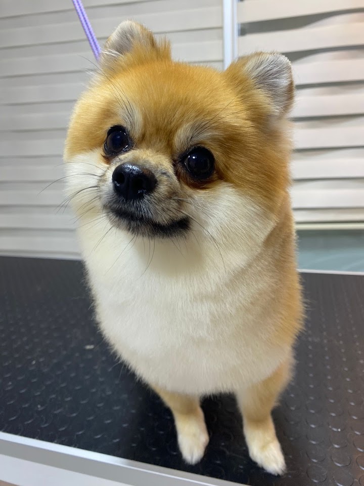 elite pet kuaför
