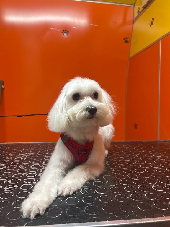 Petshoower