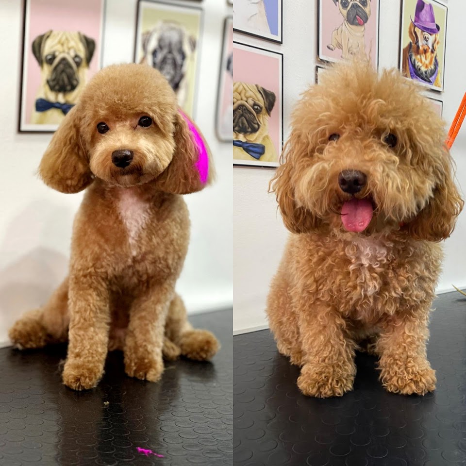 Bornova Pet Kuaför Hülya Yaylalı