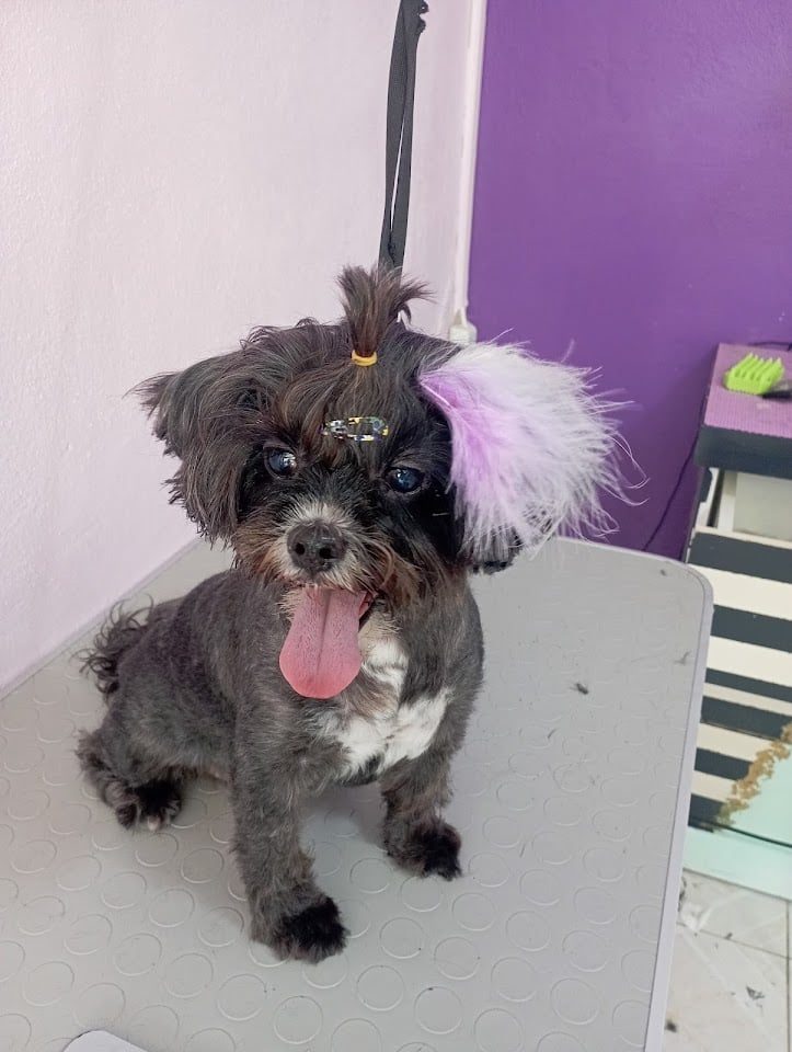 Kokoş Pet kuaför