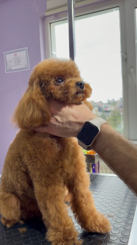 Amor Pet Kuaför