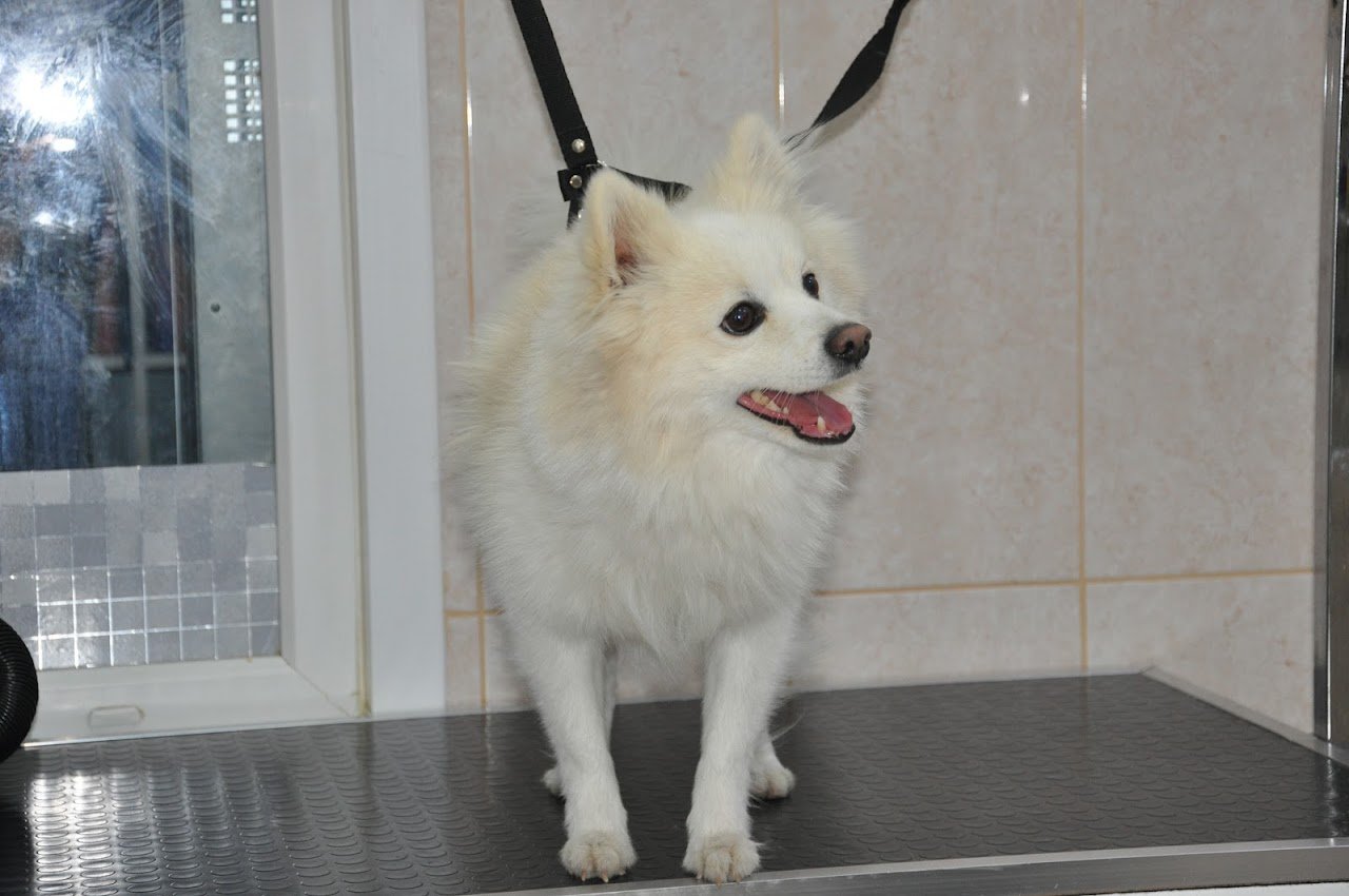 VETCORNER PETSTYLE