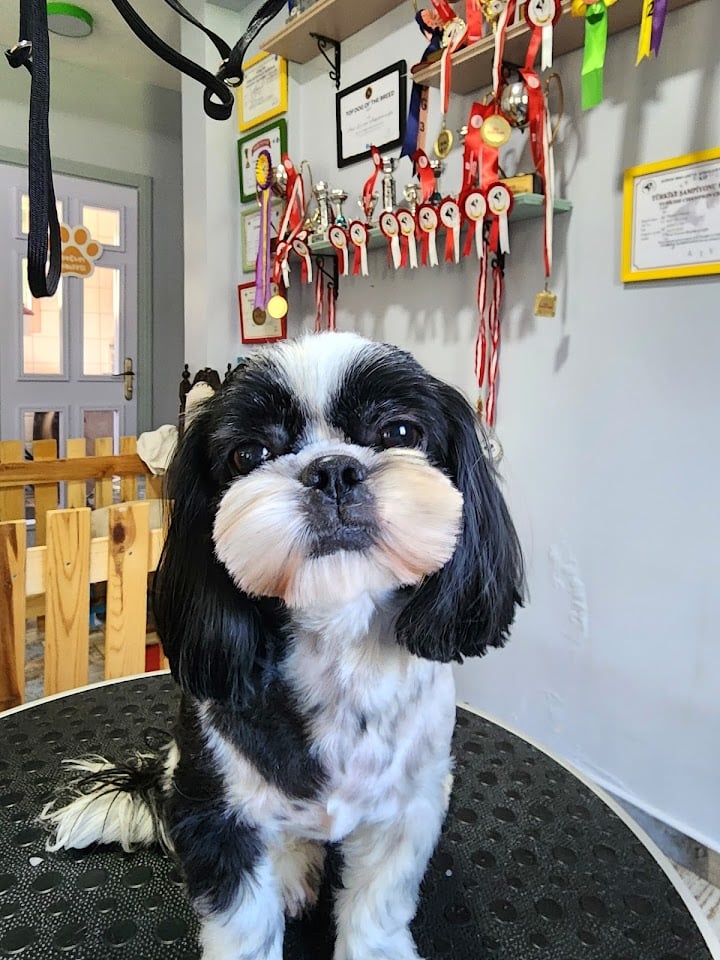Sihirli Makas Pet Spa & Pet Shop & Pet Kuaför